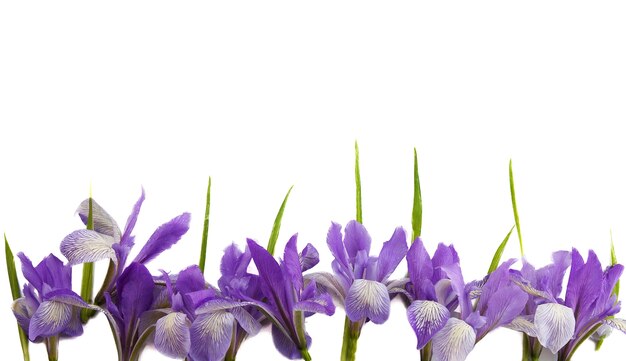 Fond floral, iris de Sibérie, isolé sur fond blanc