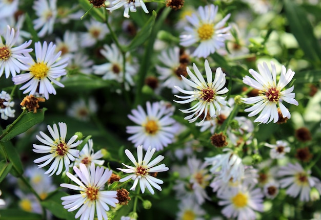 Photo fond floral naturel de fleurs blanches en fleurs