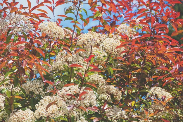 Fond floral naturel Fleurs de cerisiers d'oiseaux dans le jardin