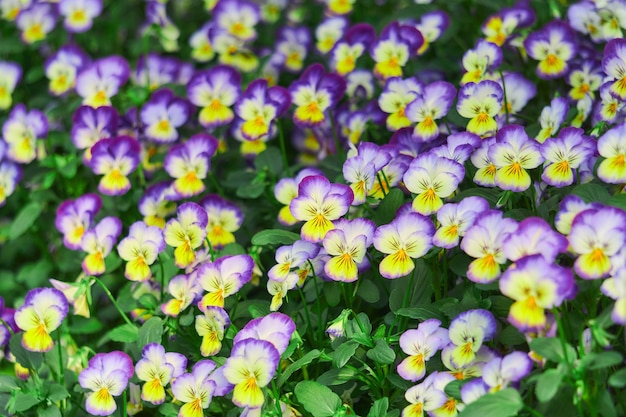 Fond floral naturel lumineux avec des fleurs de pensée