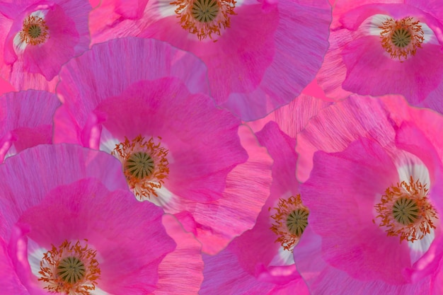Fond floral de papier peint carte postale coquelicots roses