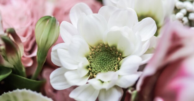 Fond floral pétales de fleurs de chrysanthème blanc toile de fond de fleurs macro pour la conception de vacances