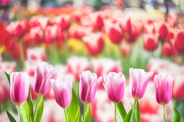 Fond floral printanier doux, belles fleurs de tulipes