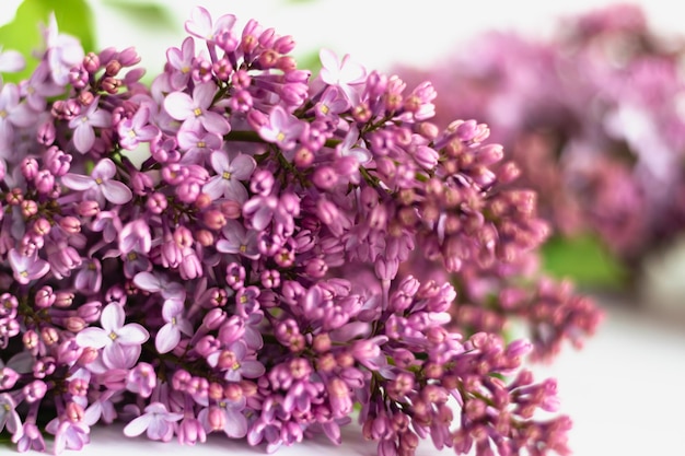 Fond floral de printemps. Gros plan lilas rose-violet. Mise au point sélective. Macro. photo horizontale.