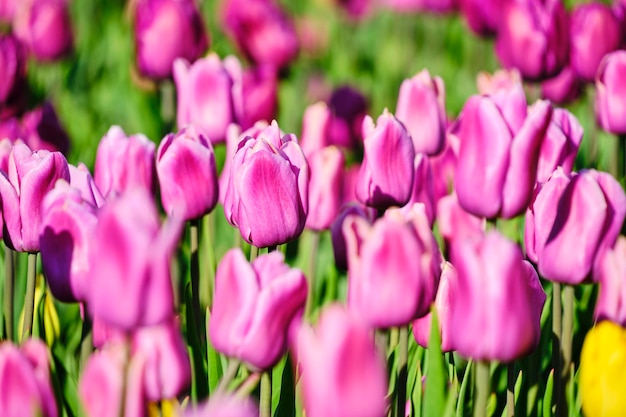 Fond floral avec des tulipes roses