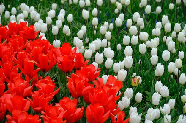 Fond floral tulipes rouges et blanches