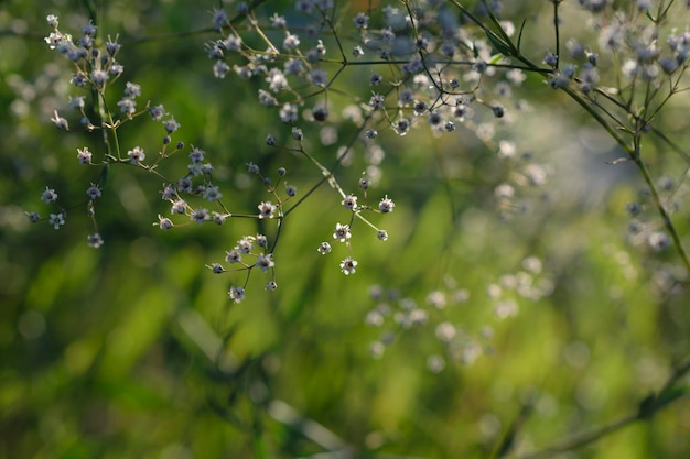 Fond floral vert avec de petites fleurs sauvages