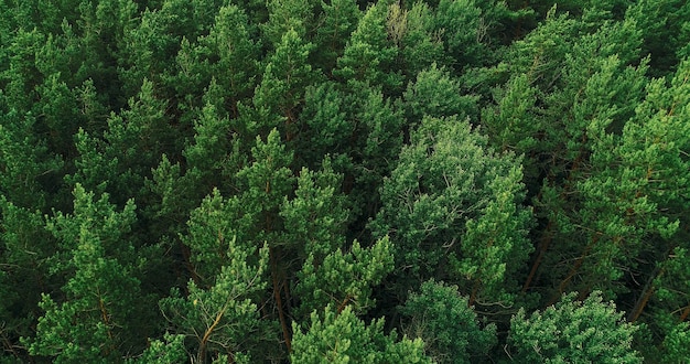 Fond forestier feuillage vert des couronnes d'arbres