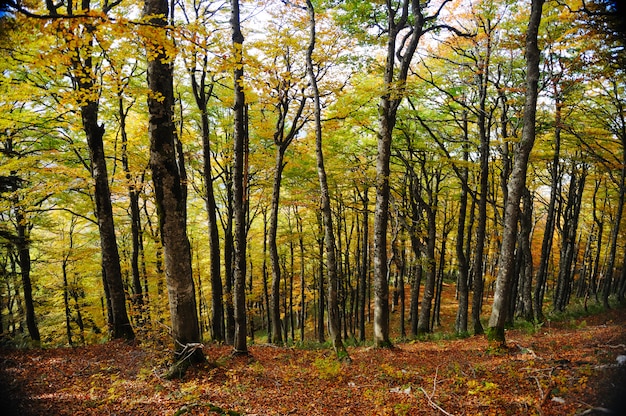 Fond de forêt arbre automne