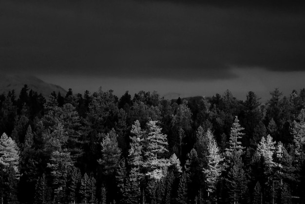 fond de forêt d'automne, arbre dans le paysage naturel