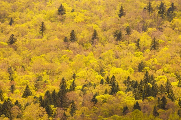 fond de forêt d'automne avec des arbres jaunes et des sapins verts.