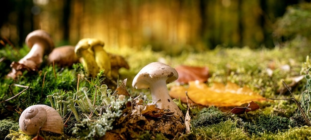 Fond de forêt d'automne magique d'ambiance de conte de fées