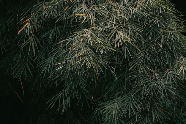 Fond de forêt de bambou esthétique scénique