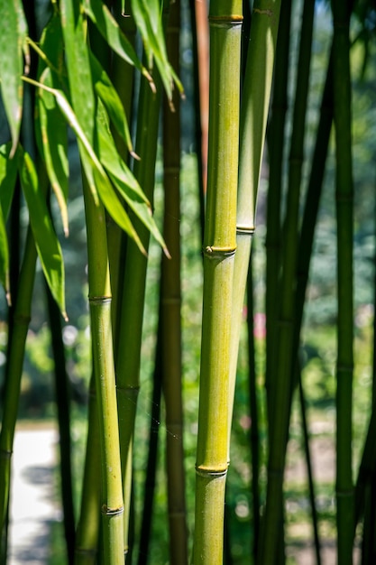 Fond de la forêt de bambou