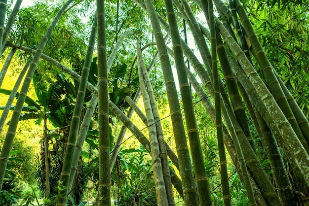 Fond de la forêt de bambou