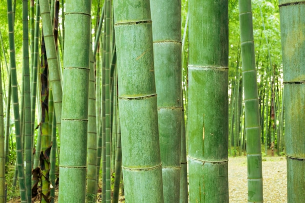 Fond de forêt de bambous vert doux et clair avec accent sur les poteaux avant