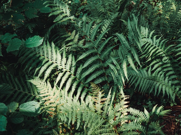 Photo fond de forêt, belle fougère sauvage