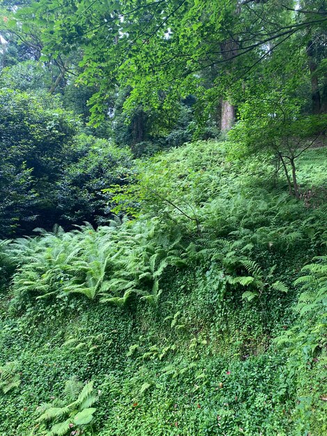 Photo fond de forêt et de mousse