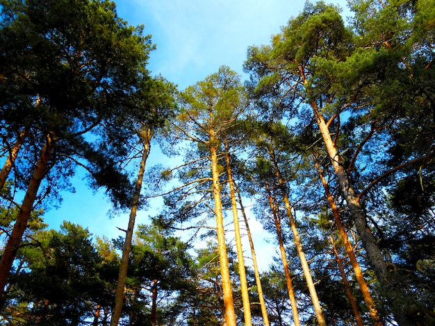 fond forêt nature arbres paysage