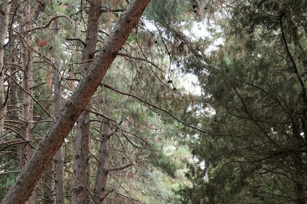 Fond de forêt de pins