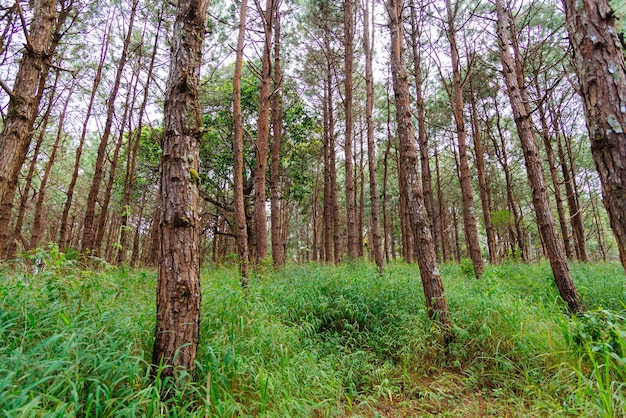 Fond de forêt de pins