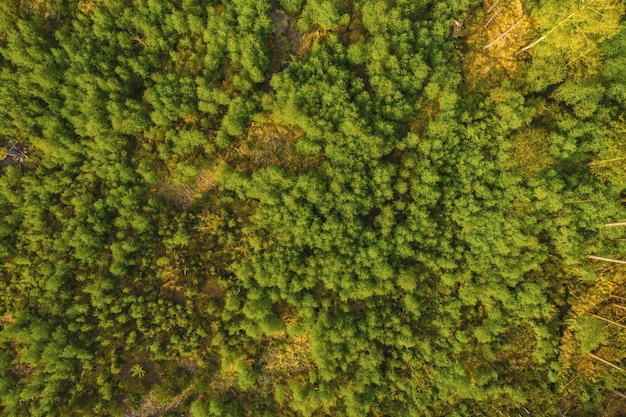 Fond de forêt. Point de vue drone.