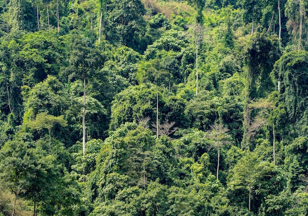 Fond de forêt tropicale humide qui est une forêt tropicale dans un barrage en Thaïlande