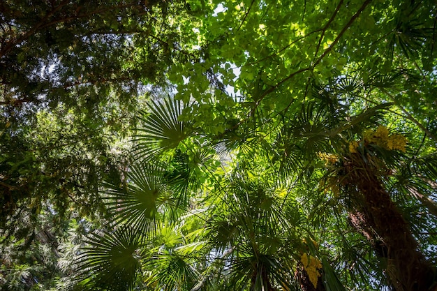 Fond de forêt tropicale humide