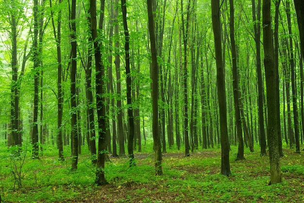 Fond de forêt verte dans une journée ensoleillée