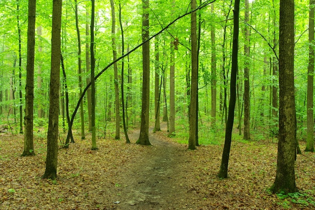 Fond de forêt verte en journée ensoleillée