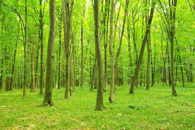 Fond de forêt verte en journée ensoleillée