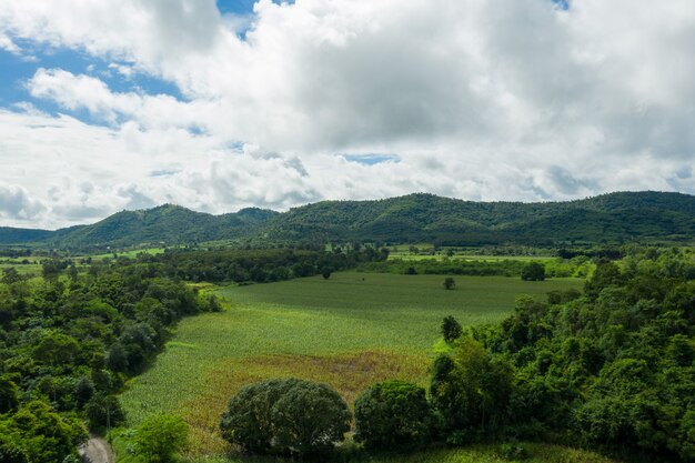 Fond de forêt vue de dessus, grand arbre