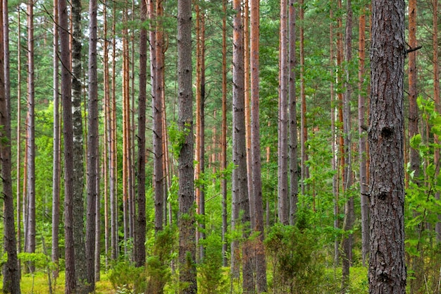 fond de forêt