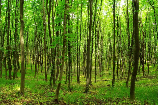 fond de forêt