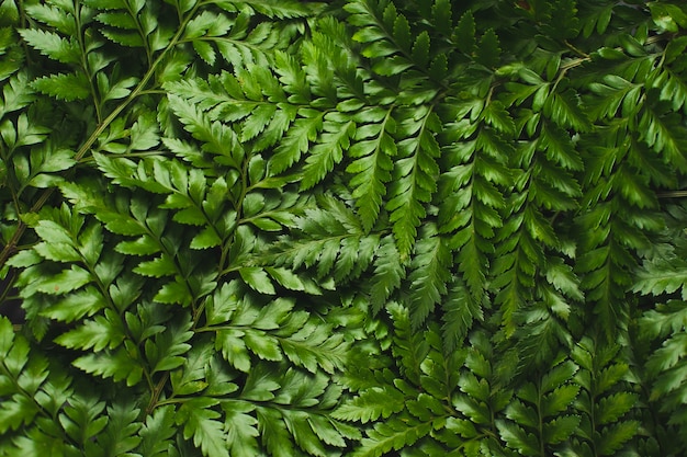 Photo fond de fougère à feuilles de cuir vert.