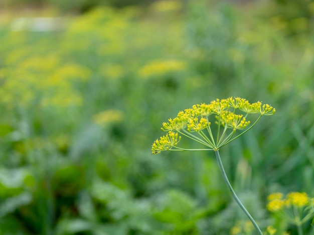 Fond frais à base de plantes d'été d'herbe verte