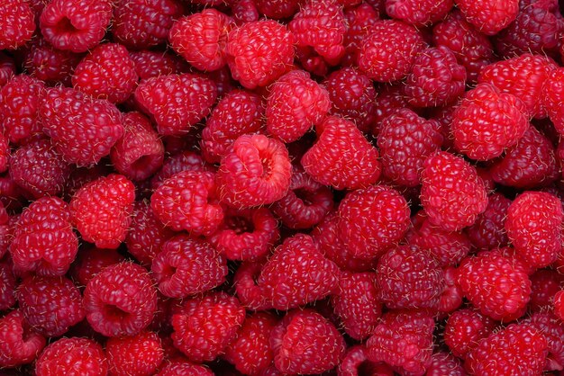 Fond de framboise Baies rouges fraîches Fruits de framboise fond horizontal