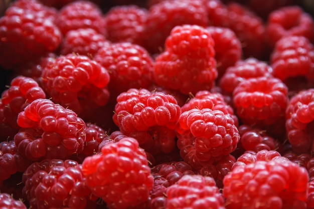 Fond de framboises fraîches, mûres, sucrées et juteuses