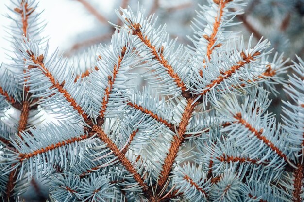 Fond de gel froid de neige d'hiver, branche de sapin bouchent, mise au point sélective