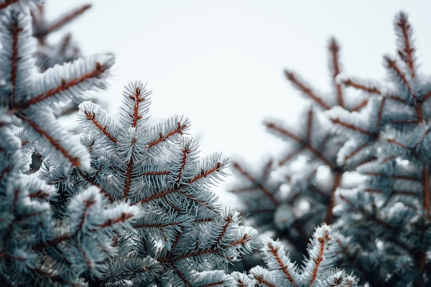 Fond de gel froid de neige d'hiver, branche de sapin bouchent, mise au point sélective