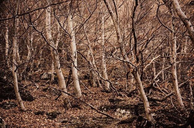 Fond gothique naturel avec forêt d'automne mystique sombre avec des feuilles rouges