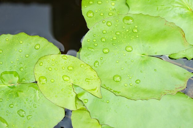 Fond de goutte d'eau sur feuille de lotus