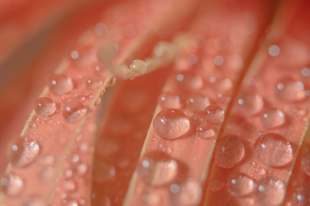 Fond de gouttes d&#39;eau sur les pétales de fleurs roses