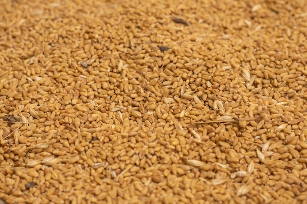 Fond de grains de blé Gros plan de grains de blé Fond de grain Mise au point sélective