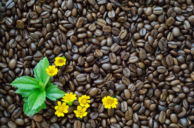 fond de grains de café grillé et fleur jaune