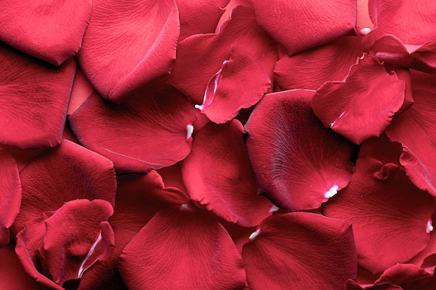 Fond grand fond de pétales de rose rouge pour une carte de voeux de jour de mariage pour les amoureux ou la Saint-Valentin...