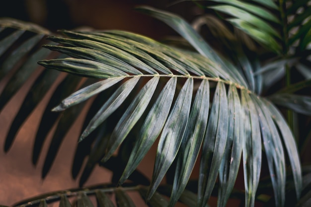 Fond d'un gros plan de feuilles tropicales