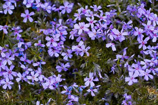 Fond de gros plan de fleurs bleues. Fond floral naturel naturel.