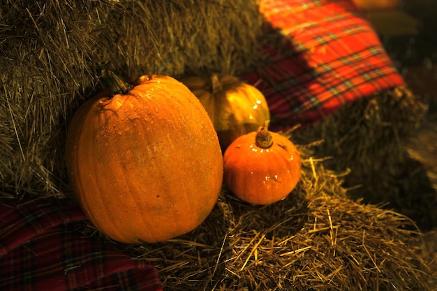 Fond d'Halloween avec des citrouilles orange de texture sur une pile de strow sombre Citrouilles rougeâtres naturelles en gros plan avec des gouttes d'eau pour la célébration de Helloween