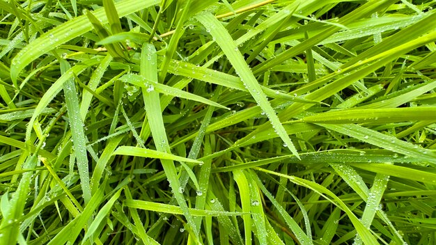 fond d'herbe fraîche verte